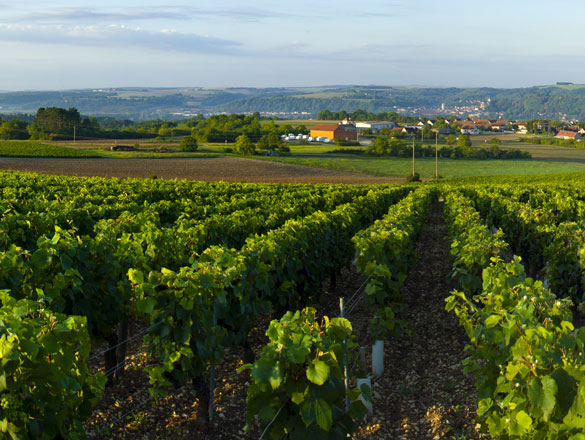 Photo du vignoble de Tonnerre