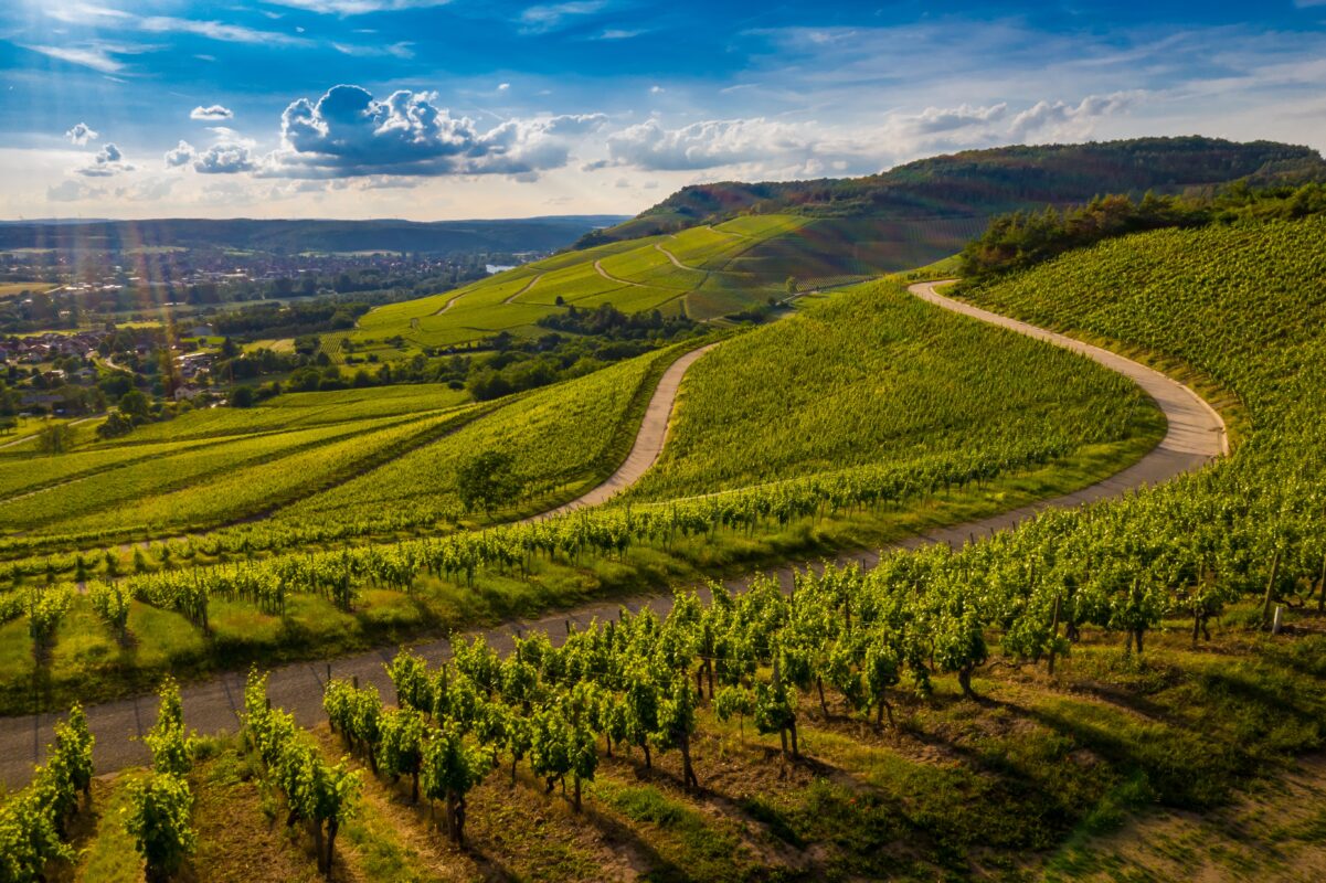 vue des vignes. Image de wirestock sur Freepik