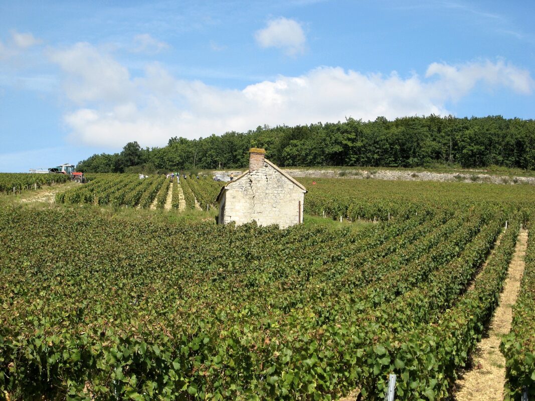 Harvest_in_Chablis_Premier_Cru_Fourchaume_CocktailSteward-CC-BY-3.0