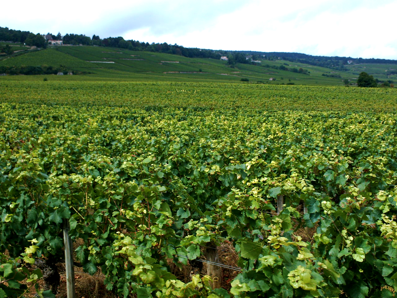 Vignes_Bourgogne_Mith-CC-BY-SA-3.0